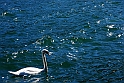 Lago di Como_095